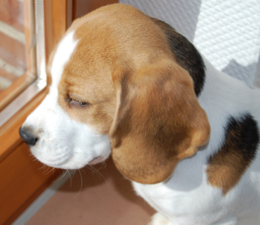 Welpe Adelaide schaut aus dem Fenster in Hemmingen